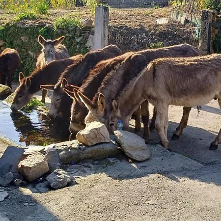 Casa Do Caneiro Feriehus *