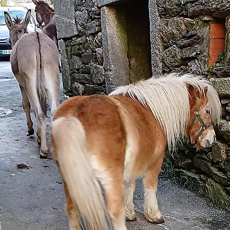 Casa de Férias Casa Do Caneiro