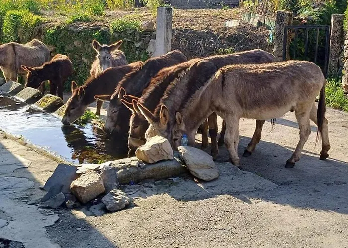 Casa Do Caneiro Vakantiehuis *