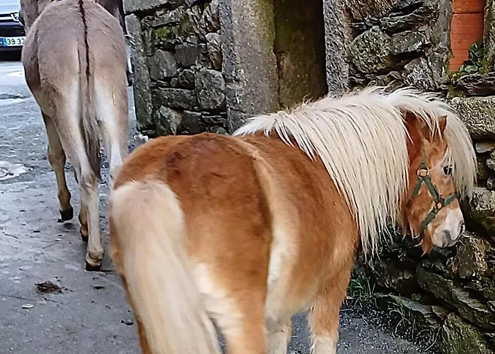 Hébergement de vacances Casa Do Caneiro